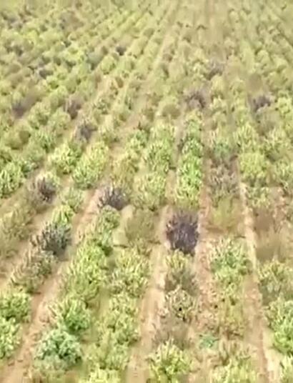 Spanish police dismantles largest hemp farm in Europe.