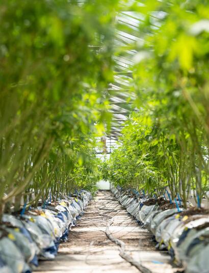 ec při pěstování v kokosovém substrátu