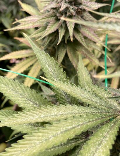 svilušky na konopí