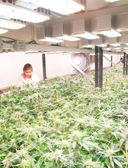 Svým rostlinám pouští hip-hop a klasickou hudbu