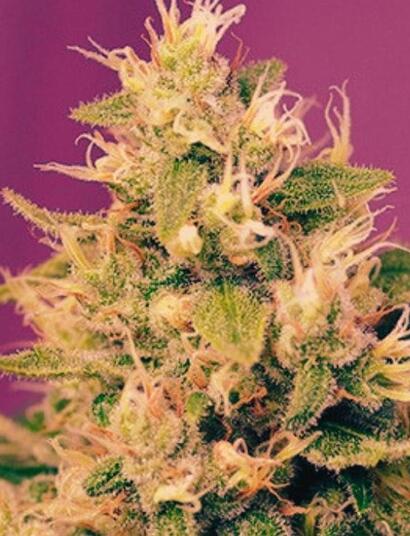 Sweet Amnesia Haze XL Auto®