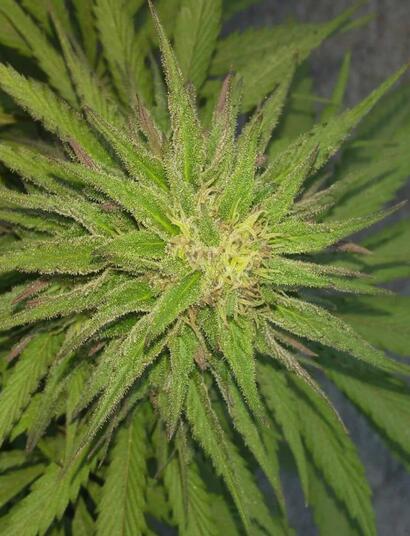 Planifica el próximo cultivo.