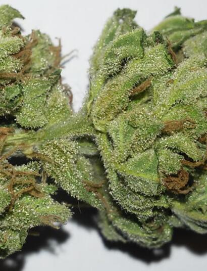 Dos manjares, dos… - Critical Super Silver Haze y Sweet Skunk