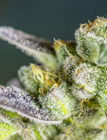 La reina del jardín: Sweet Zkittlez® de Sweet Seeds®