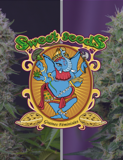 Sweet Amnesia Haze XL Auto®