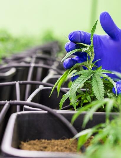 Switzerland launches pilot program for cannabis sales