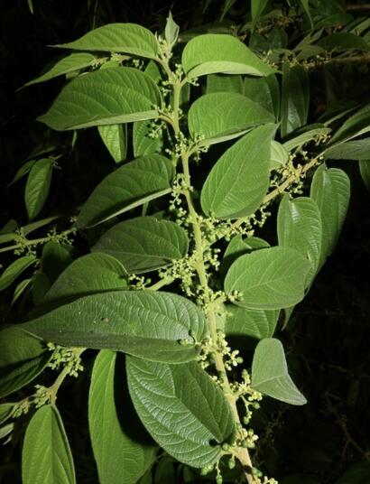 Previously considered a simple weed: Trema micrantha has been found to contain concentrations of CBD, THCA & THC