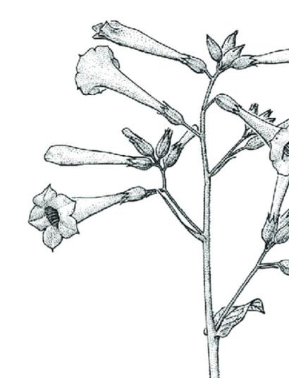 L’autre plante du mois : le Tabac