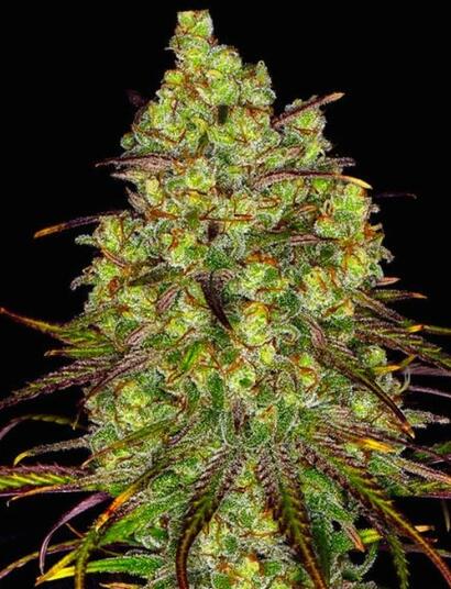 Tangerine Dream