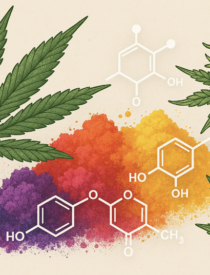 Terpene & Flavonoide – Warum sind sie wichtig?