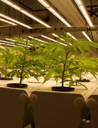 Culture hydroponique de chanvre CBD en intérieur : Ma méthode 