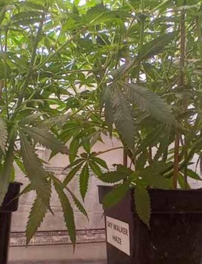 Quelles sont les différences entre la terre et la coco ?