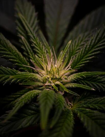 Terroir de la marihuana