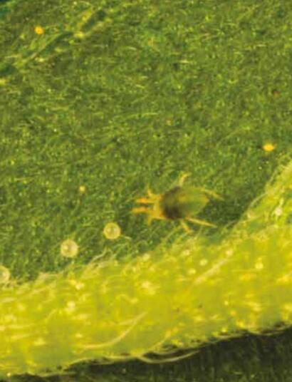 Tetranyques : les ennemis du cannabis