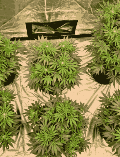 The Art of Selection and Why Phenotypes Are Important