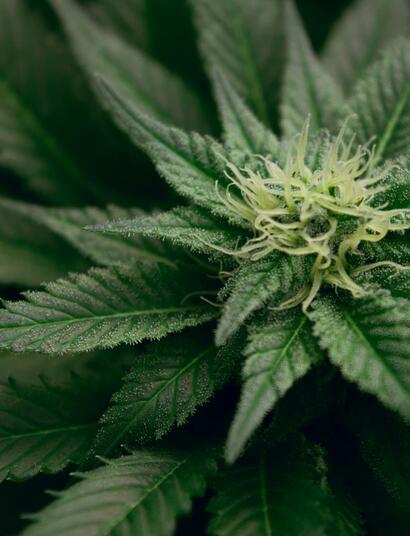 Think Different, las autoflorecientes feminizadas han cambia