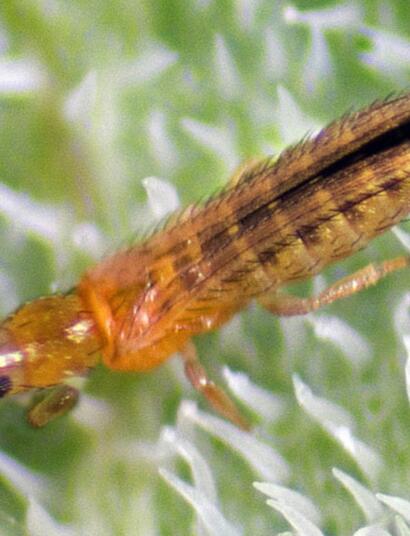 Une menace pour nos cultures de cannabis : les thrips