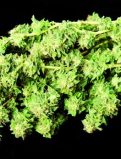 Nutrición radicular del cannabis: recetas para potenciar la planta