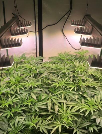 Tipps für den Growbox-Kauf