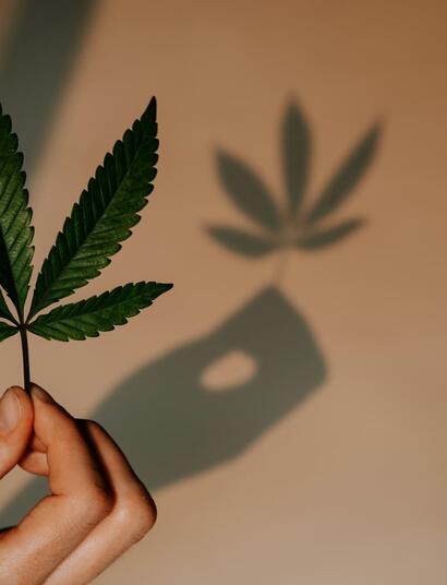 Todo lo que Necesitas Saber sobre los Trips en la Marihuana