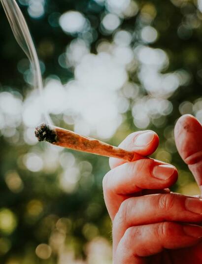 Todo lo que necesitas saber sobre la marihuana Punto Rojo