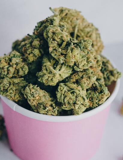 Top USA odrůdy konopí z poslední doby