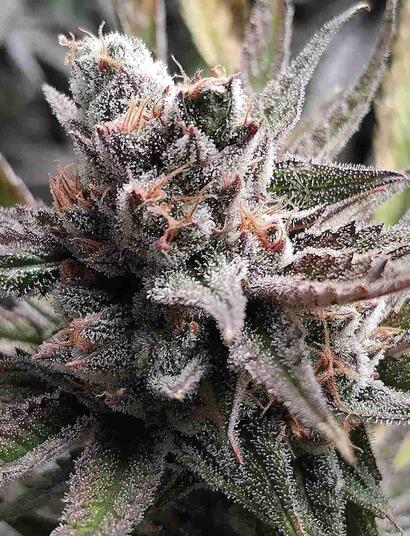 How to Flower Outdoor Cannabis in 2025