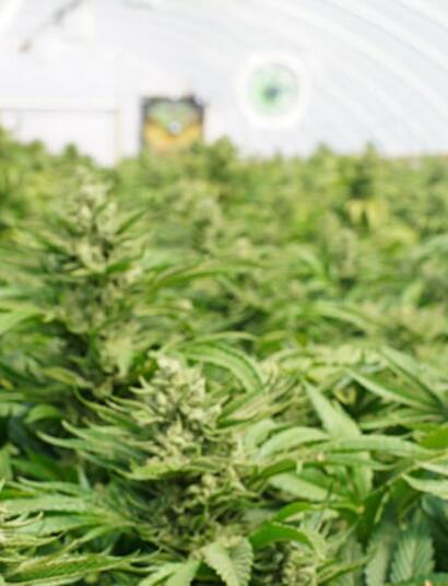 Top 5 Countries That Produce The Best Weed