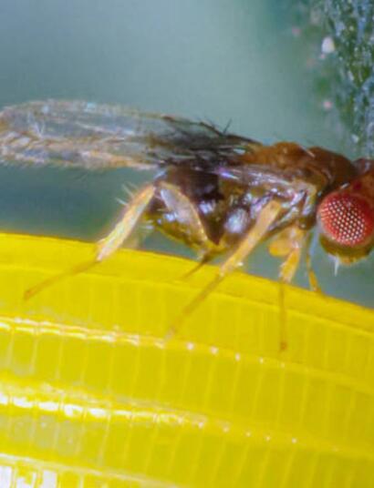 Trichogramma, modèle d’une stratégie naturelle de biocontrôle