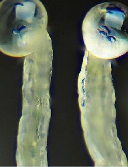 Les trichomes, ces usines naturelles à bio pesticides
