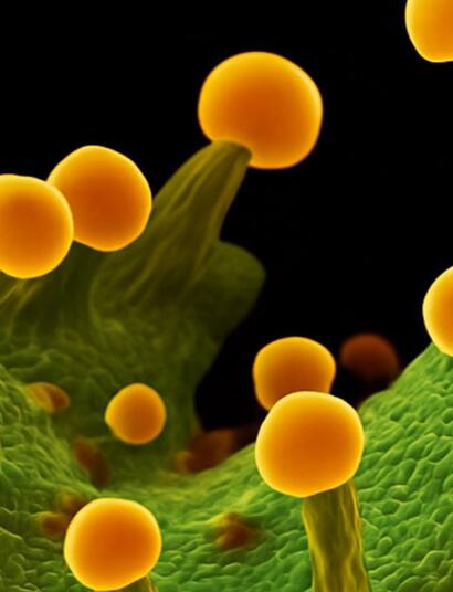 Trichomes : aux racines de la spécialisation cellulaire 