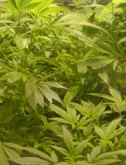 Cannabis triploïde : génétique et application pratique