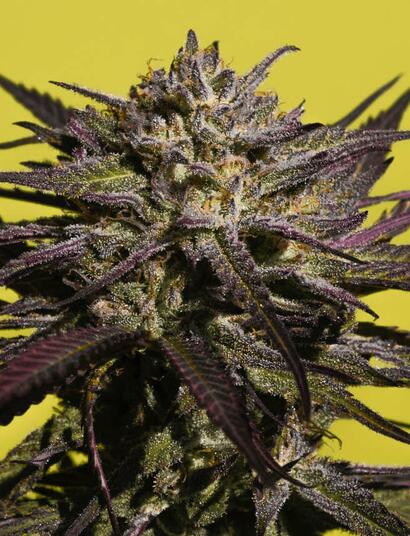 Triploidní konopí – revoluce v konopné genetice