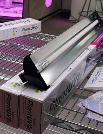 Les rayons UV peuvent-ils accroitre la production de cannabinoïdes ?