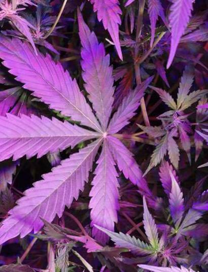 Soft Secrets’ Plant of the Year 2018