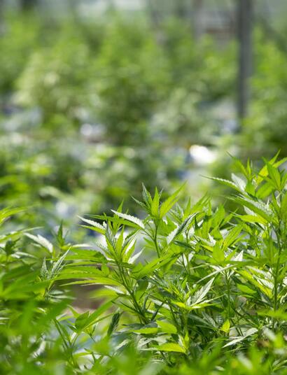 ekologické pěstování konopí