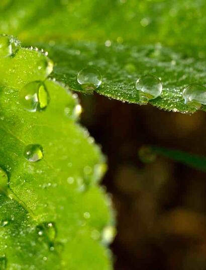 This is when water evaporates through the plant’s leaves, creating a negative pressure that helps draw up essential nutrients from the soil through the roots