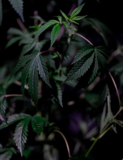 Unique Cannabis Types