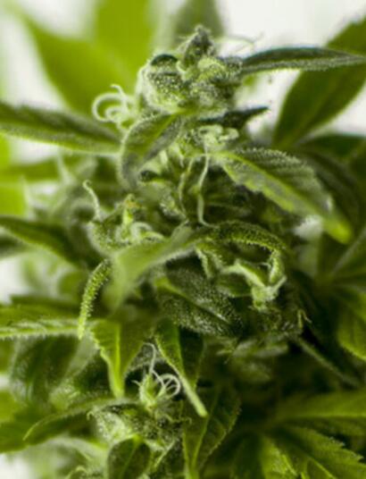 Ways to Enjoy Cannabis Without Having to Smoke It