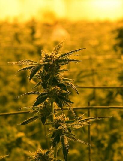 Uprawa konopi bez stresu