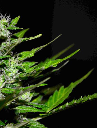  Jak uprawiać organicznie?