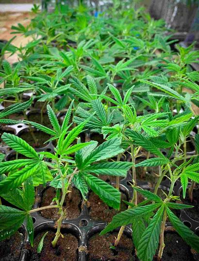  Jak uprawiać organicznie?