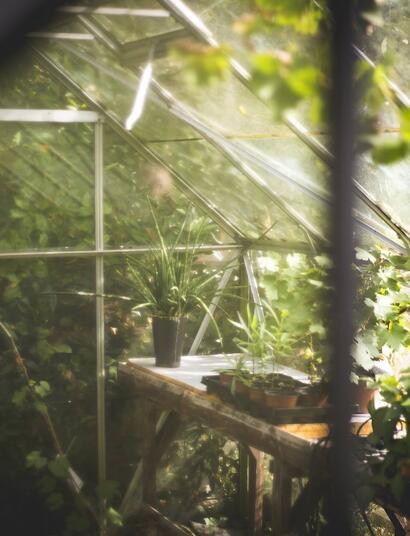 Uprawa w szklarni