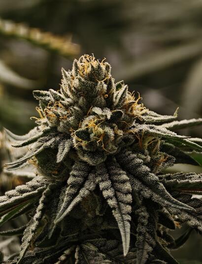 Urteil zu Cannabisbesitz im Gefängnis