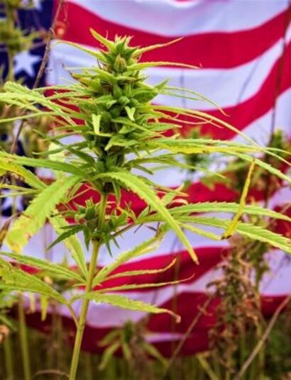 U.S.A. Cannabis