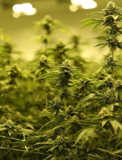 V Nizozemí už se pěstuje legální marihuana ve velkém