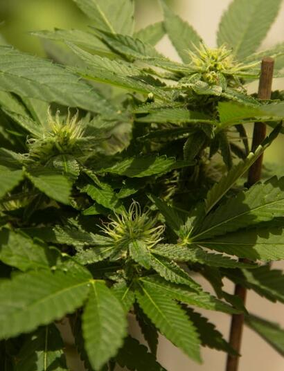 Master Vapor Pressure Deficit (VPD) to unlock maximum cannabis yields under LEDs. Learn the 2026 standards for transpiration, LST, and mold prevention.