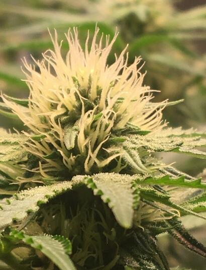 Verliert das kalifornische Gras seine Potenz?