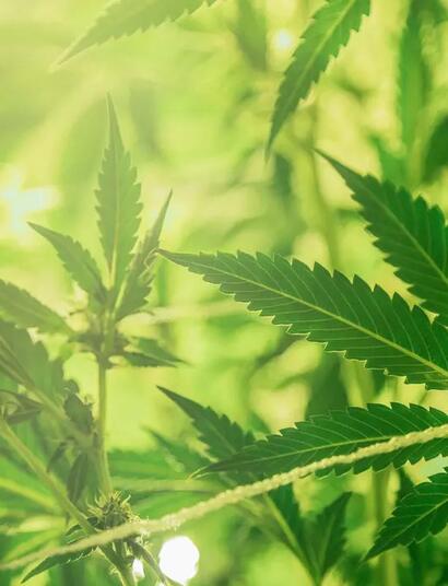 Wenn die Blüten der Cannabis-Ernte voller Samen sind, muss nicht alles wegschmeißen, denn die Lösung lautet Extraktion.