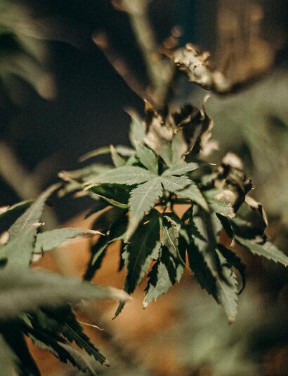 Cannabis Plant